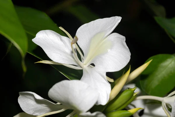 The Exotic flowers of the island of Madagascar