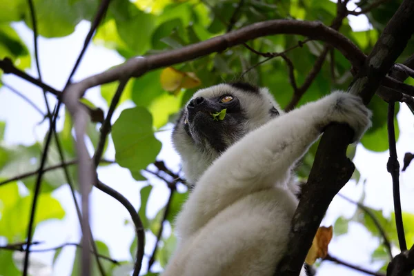 Ein Schwarzer Und Weißer Lemur Sitzt Der Krone Eines Baumes — Stockfoto