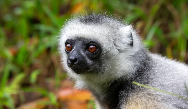 Sifaka Lemur Sitter Gräset Och Ser Vad Som Händer Området — Stockfoto