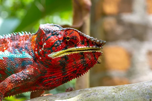 Kolorowy Kameleon Gałęzi Parku Narodowym Madagaskarze — Zdjęcie stockowe