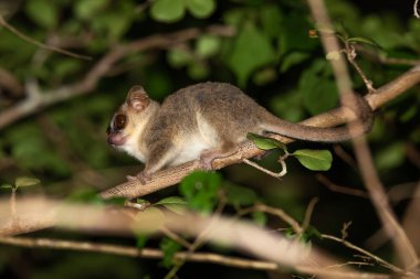 Bir fare lemur bir ağacın dalları boyunca hareket eder.