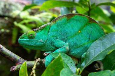 Yakından bir dalda yeşil bir bukalemun.