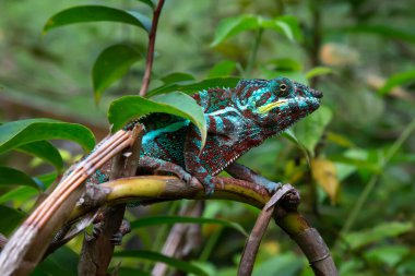 Bir bukalemun Madagaskar 'daki bir yağmur ormanında bir dal boyunca hareket ediyor.