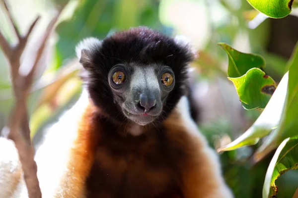Jeden Sifaka Lemur Který Udělal Pohodlí Stromě — Stock fotografie