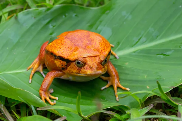 大きなオレンジ色のカエルが緑の葉の上に座っています — ストック写真