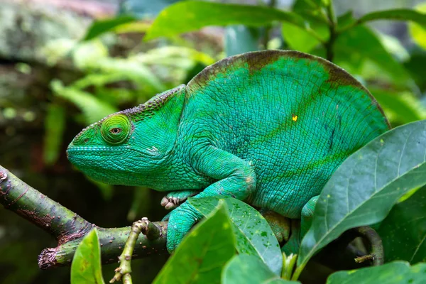 Ein Grünes Chamäleon Auf Einem Ast Großaufnahme — Stockfoto