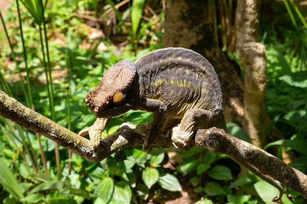 Caméléon Coloré Sur Une Branche Dans Parc National Île Madagascar — Photo