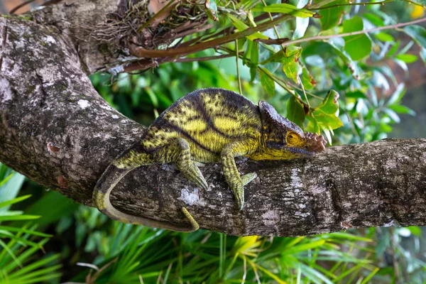 Camaleón Mueve Largo Una Rama Una Selva Tropical Madagascar — Foto de Stock