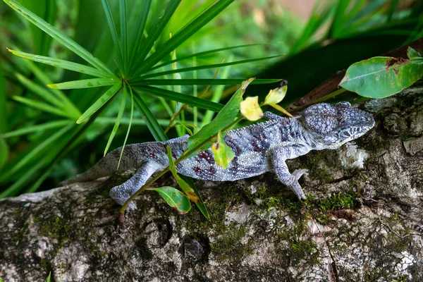 Jeden Kameleon Porusza Się Wzdłuż Gałęzi Lesie Deszczowym Madagaskarze — Zdjęcie stockowe