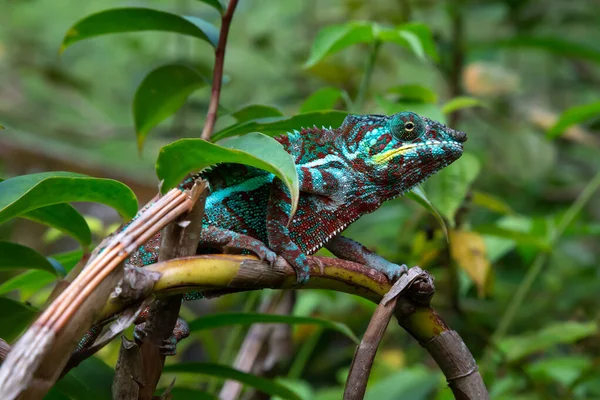 Camaleón Mueve Largo Una Rama Una Selva Tropical Madagascar — Foto de Stock