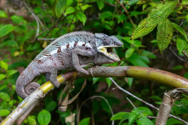 Camaleón Mueve Largo Una Rama Una Selva Tropical Madagascar —  Fotos de Stock