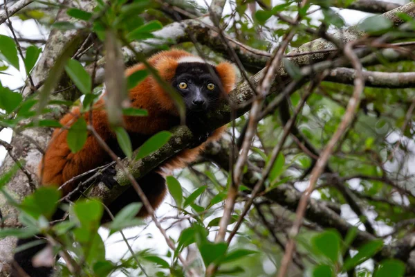 Jeden Červený Vari Lemur Sedí Větvi Stromu — Stock fotografie