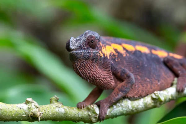 Jeden Barevný Chameleon Větvi — Stock fotografie