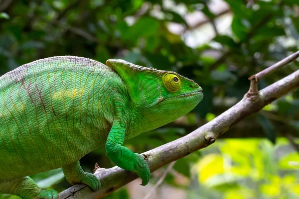 Camaleão Colorido Uma Filial Parque Nacional Ilha Madagascar — Fotografia de Stock