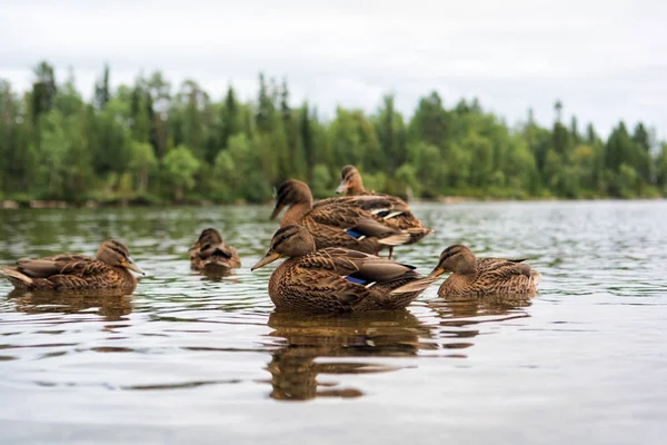 Ördekler Imandra Gölü üzerinde