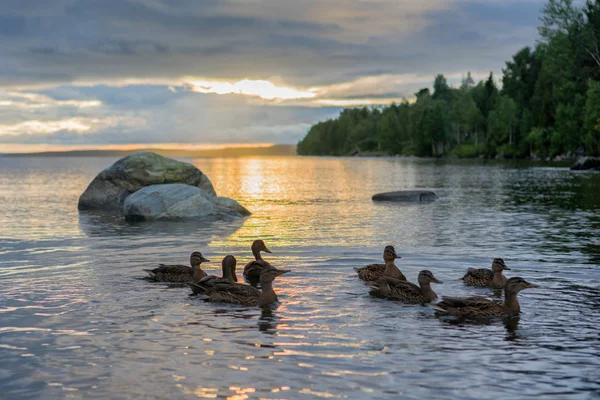 Ankor på sjön Imandra Stockfoto