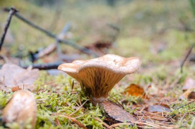 Ormanın içinde yosun büyüyen mantar Cantharellus cibarius