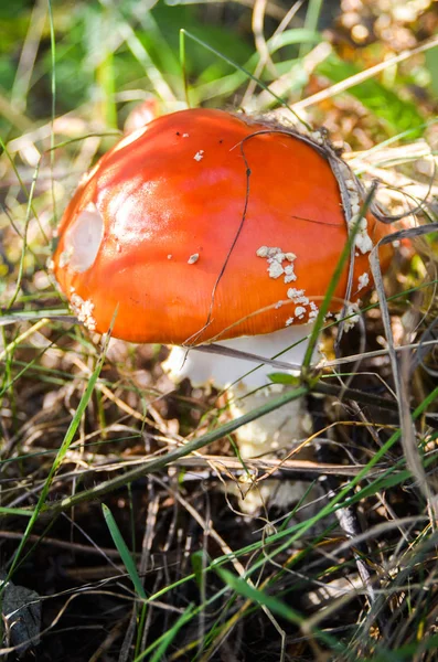 Красный гриб Amanita, растущий на мху в лесу — стоковое фото