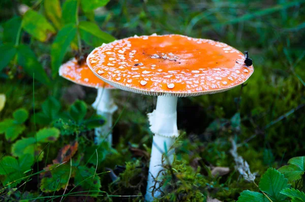 Мухомор червоний гриб росте на лишайникові в лісі — стокове фото