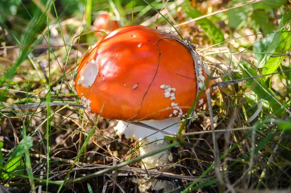 Röd Amanita svamp växer på mossa i skogen — Stockfoto