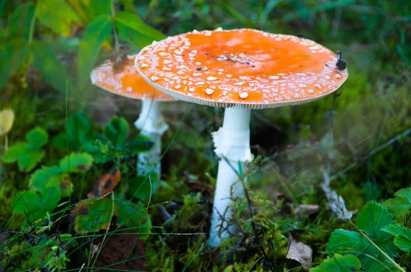 Röd Amanita svamp växer på mossa i skogen — Stockfoto