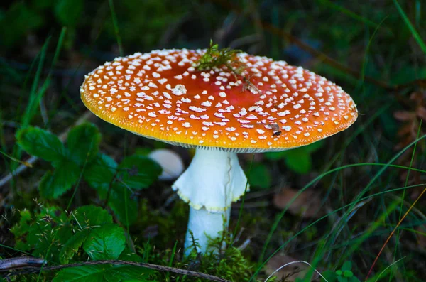 Röd Amanita svamp växer på mossa i skogen — Stockfoto