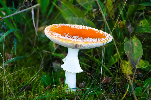 Röd Amanita svamp växer på mossa i skogen — Stockfoto