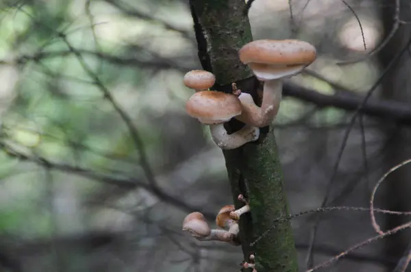 Armillaria op een tak in de herfst bos — Stockfoto