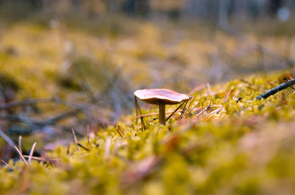 Гриб Маслюк, ростуть на мохи в лісі — стокове фото
