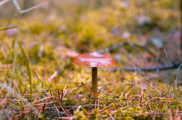 Pilz suillus, der auf Moosen im Wald wächst — Stockfoto