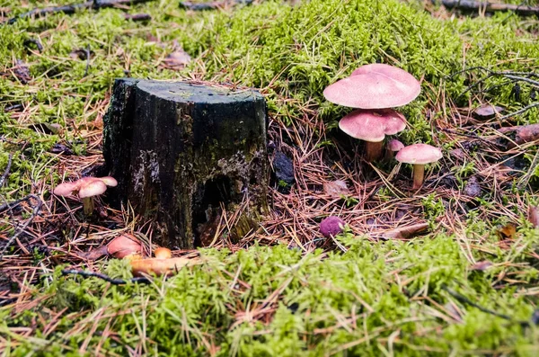 Paddestoel, groeien op mossen in het bos — Stockfoto