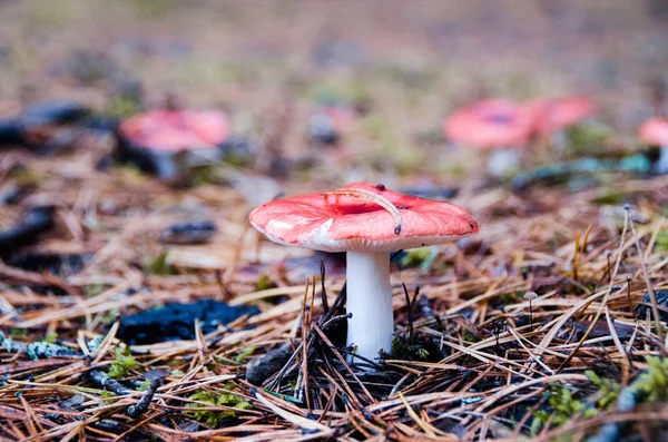 Mushroom Russula growing on needle-encrusted moss