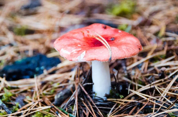 Pilz Rossula wächst auf nadelkrustigem Moos — Stockfoto