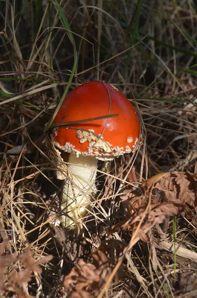 Красный гриб Amanita, растущий на мху в лесу — стоковое фото