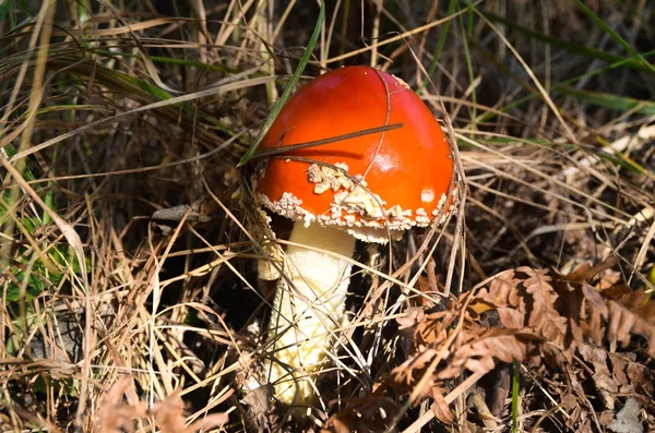 Красный гриб Amanita, растущий на мху в лесу — стоковое фото