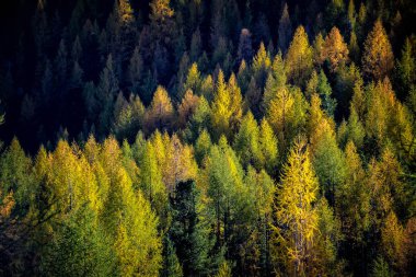 Köknar ağaçları orman Güz