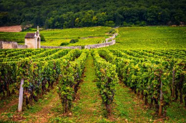 Chateau üzüm bağları, Burgundy, Fransa ile