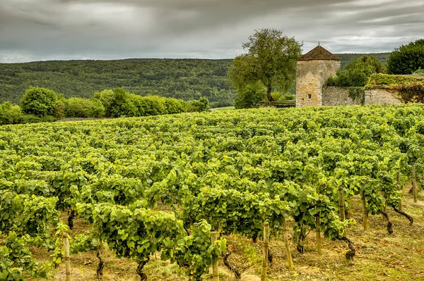 Chateau med vingårdar, Burgundy, Frankrike — Stockfoto