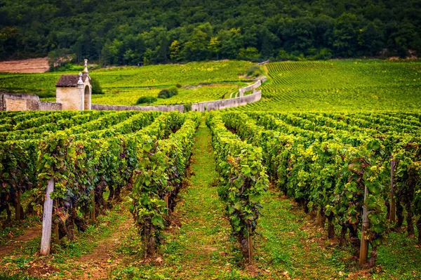 Schloss mit Weinbergen, Burgund, Frankreich — Stockfoto