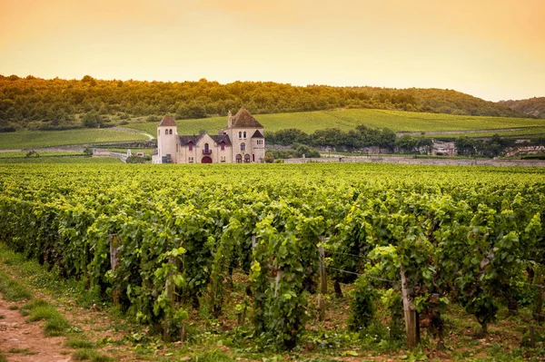 Chateau üzüm bağları, Burgundy, Fransa ile