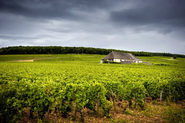 Kasteel met wijngaarden, Bourgogne, Frankrijk — Stockfoto