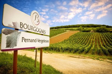 Pernand-Vergelesses üzüm bağları. Burgundy. Fransa