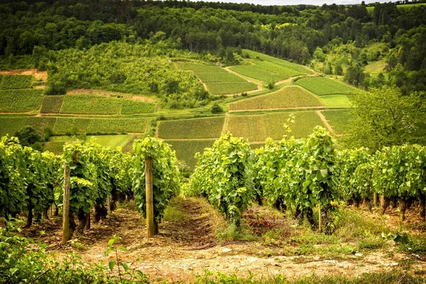 Pernand-Vergelesses üzüm bağları. Burgundy. Fransa