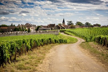 Burgundy. Köy, Vosne-Romane için önde gelen üzüm bağları yolda. Fransa