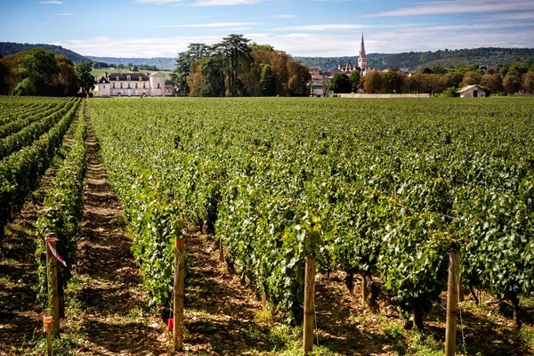 Chateau üzüm bağları, Burgundy, Fransa ile — Stok fotoğraf