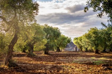 Trulli olive grove ile. Val d' Itria - Puglia (Apulia) - İtalya