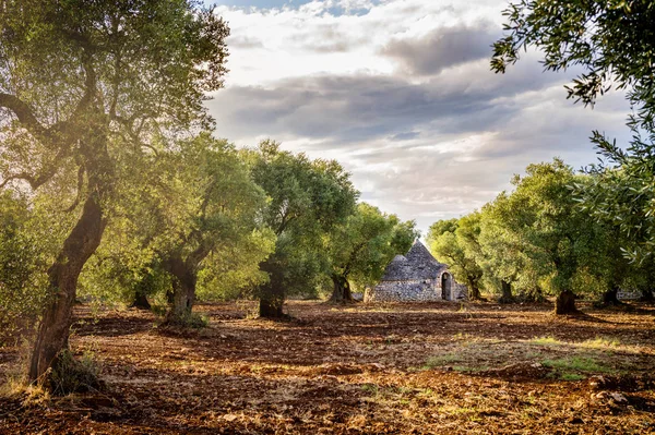 Trulli med olivlund. Val d' Itria - Puglia (Apulien) - Italien — Stockfoto