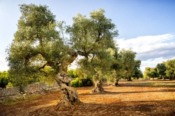 Παλιό ελαιώνα στο ηλιοβασίλεμα στην Puglia (Apulia) - Ιταλία — Φωτογραφία Αρχείου