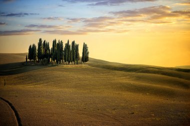 San Quirico D'Orcia, Tuscany / San Quirico d'Orcia, selvi ünlü grup yakınındaki Toskana İtalya güzel manzara ağaçlar yaz gün batımı ışıkta. Val D'Orcia kırsal kesimde yer alan.