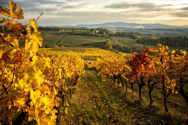 Chianti üzüm bağları arasında Siena ve Floransa'ya sonbahar renkleri. İtalya
